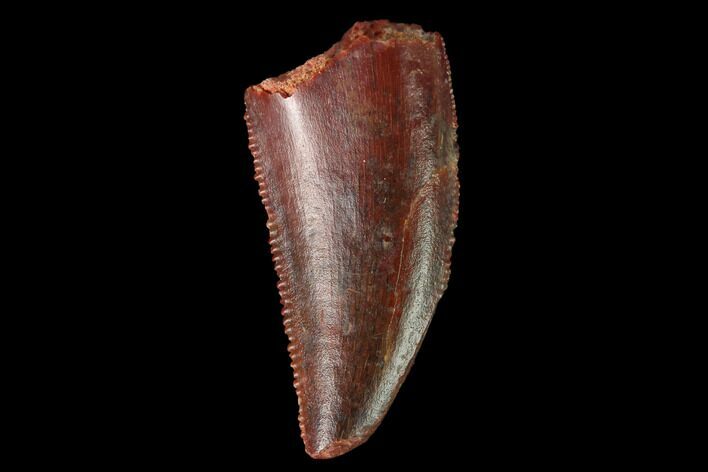 Serrated, Raptor Tooth - Real Dinosaur Tooth #163887